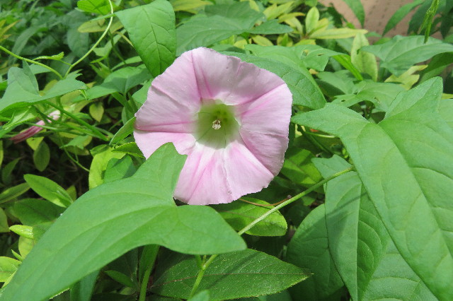 ファイル 6274-4.jpg