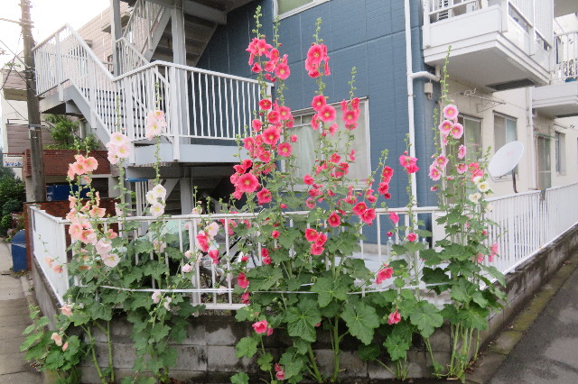 ファイル 6274-5.jpg