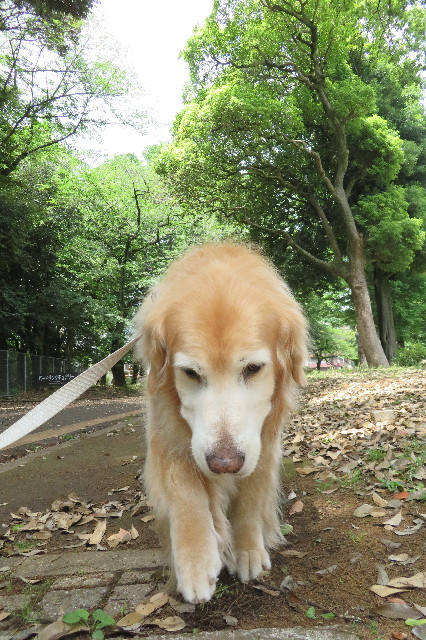 ファイル 6275-1.jpg