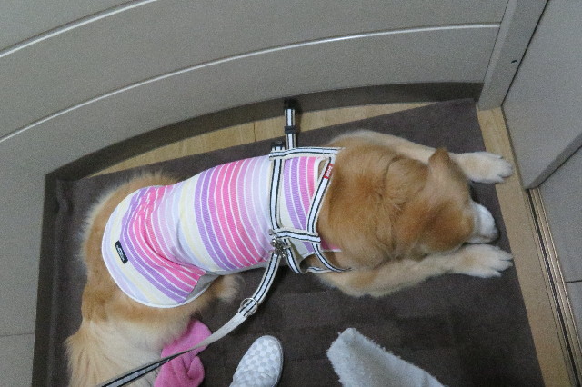 ファイル 6277-3.jpg