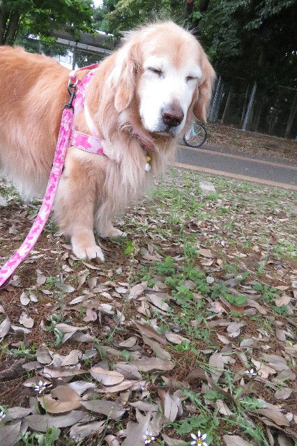 ファイル 6278-1.jpg