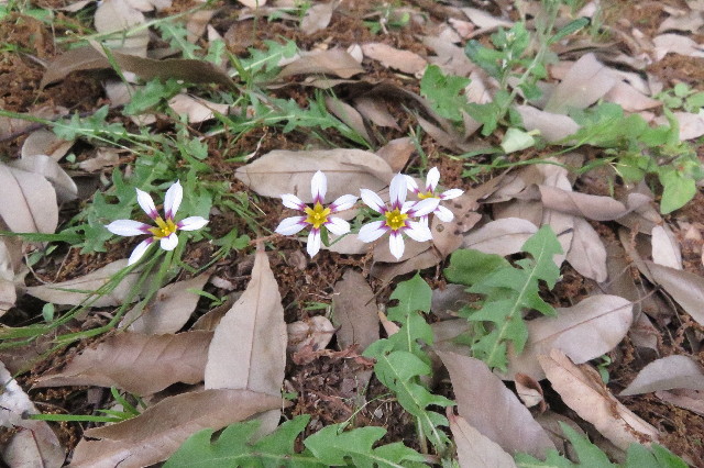 ファイル 6278-2.jpg