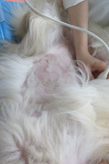 ファイル 6280-2.jpg