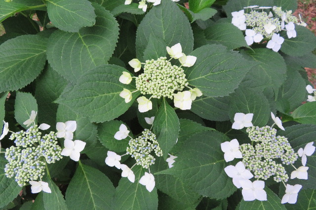 ファイル 6281-1.jpg