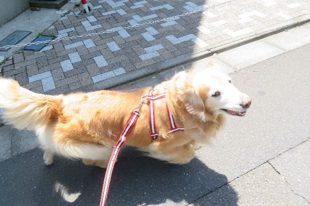 ファイル 6283-1.jpg