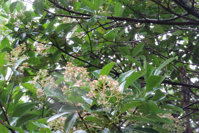 ファイル 6288-5.jpg