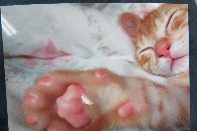 ファイル 6291-1.jpg