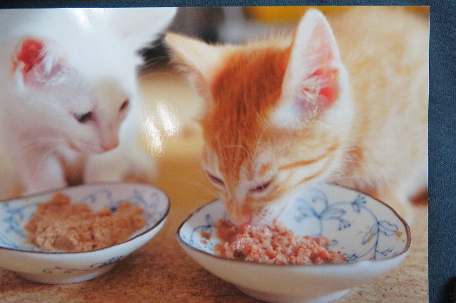 ファイル 6291-3.jpg