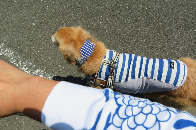 ファイル 6294-1.jpg