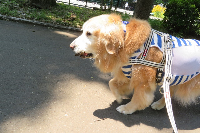 ファイル 6294-2.jpg