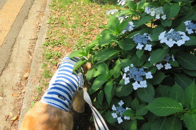 ファイル 6294-4.jpg