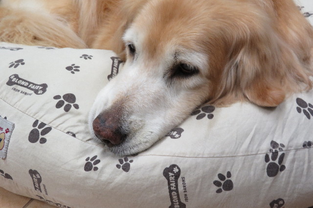 ファイル 6296-3.jpg