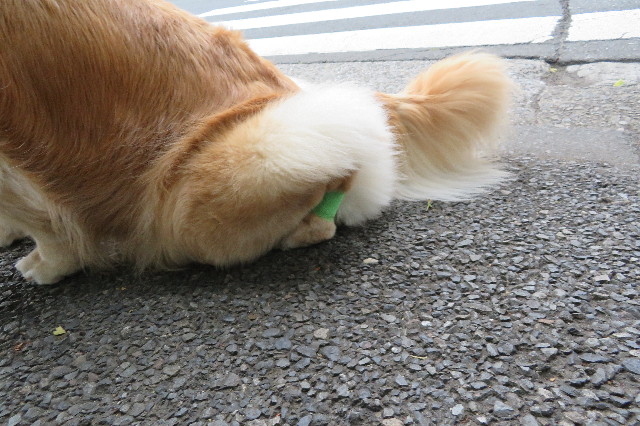 ファイル 6297-5.jpg