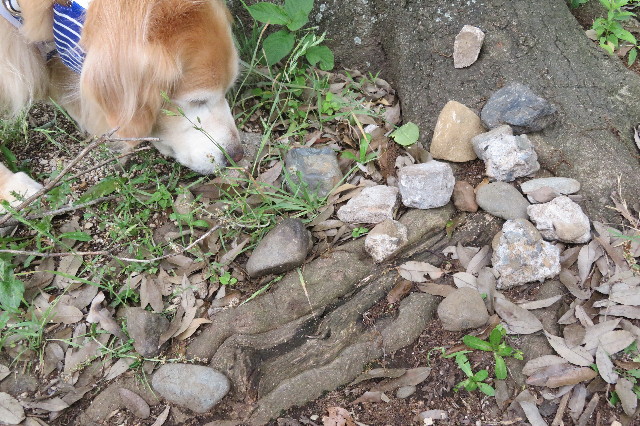 ファイル 6306-1.jpg