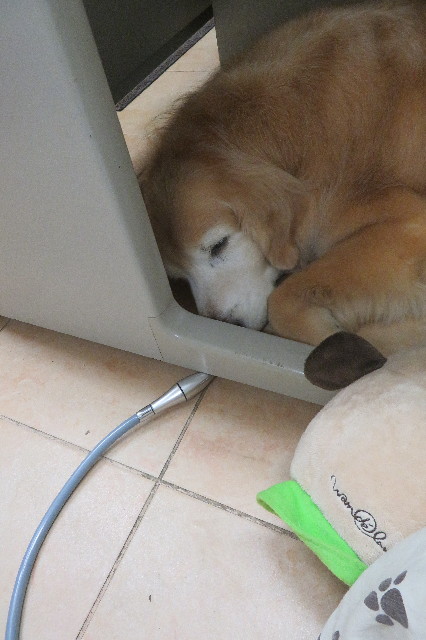 ファイル 6306-4.jpg