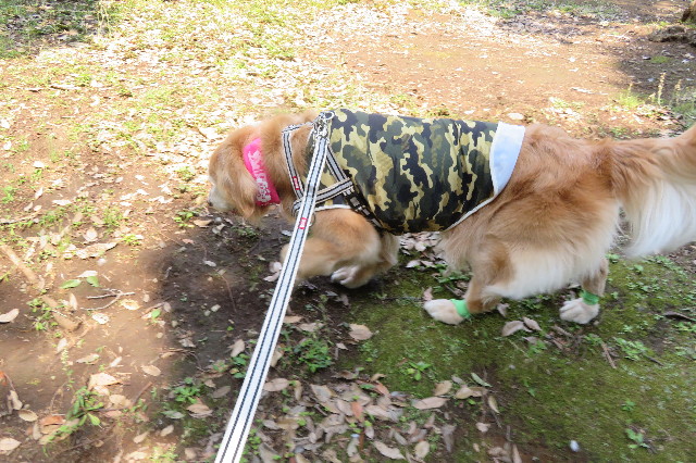 ファイル 6307-1.jpg