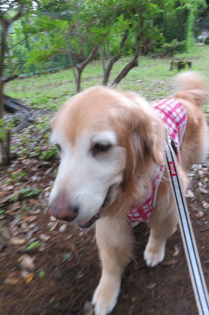 ファイル 6310-3.jpg