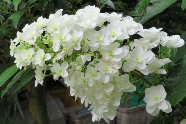 ファイル 6314-5.jpg