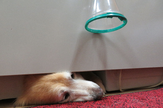 ファイル 6318-5.jpg