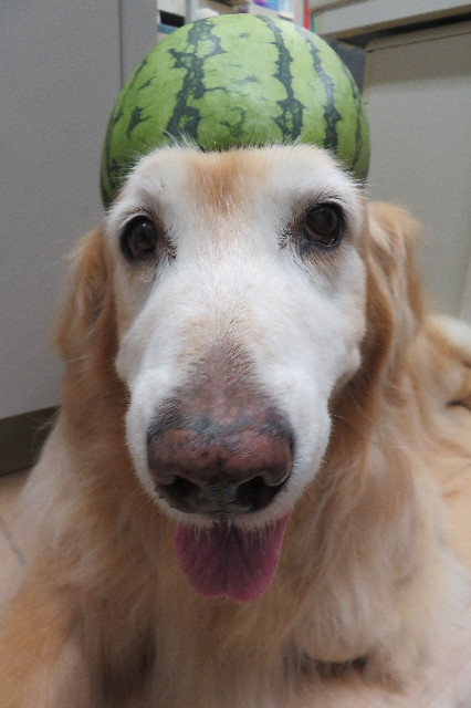 ファイル 6319-5.jpg