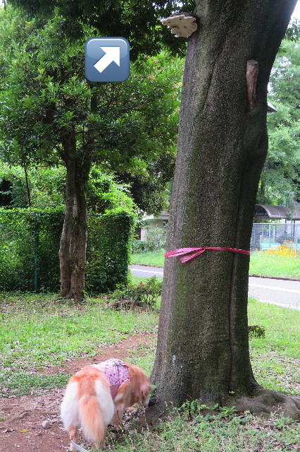 ファイル 6320-2.jpg