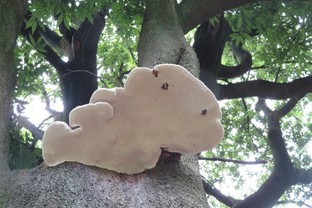 ファイル 6320-3.jpg