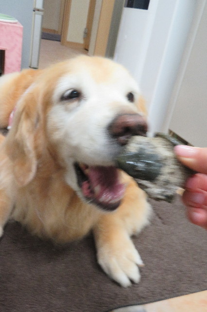 ファイル 6320-4.jpg