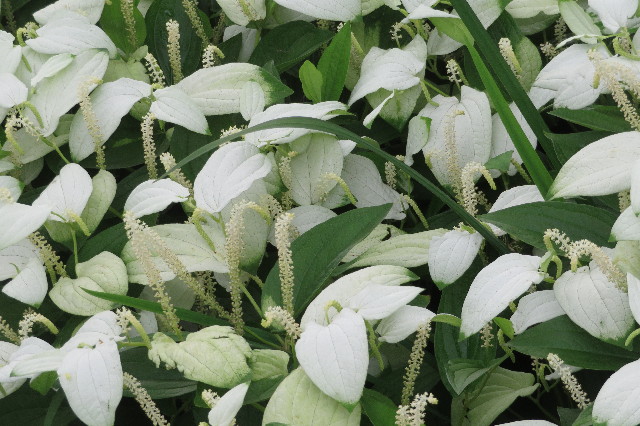 ファイル 6321-2.jpg