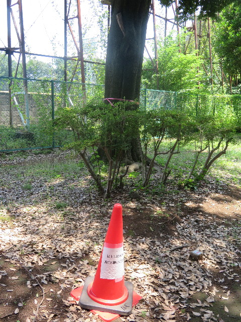 ファイル 6327-1.jpg