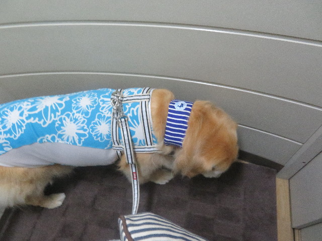 ファイル 6327-3.jpg