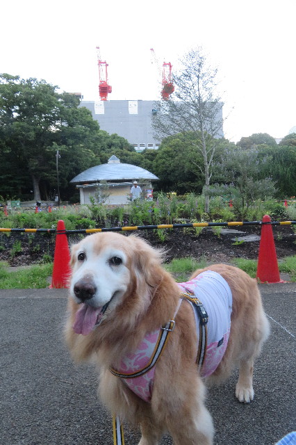 ファイル 6333-1.jpg