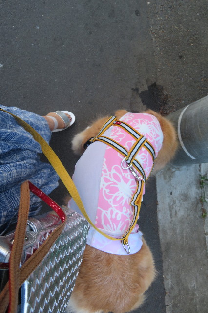 ファイル 6333-4.jpg