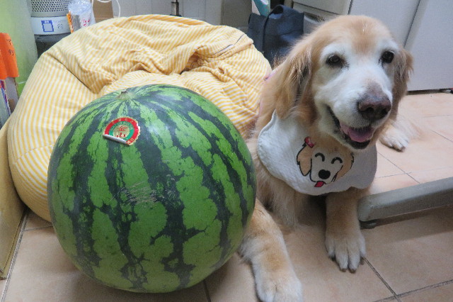 ファイル 6335-1.jpg