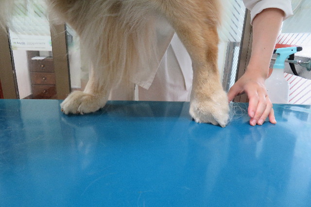 ファイル 6338-2.jpg