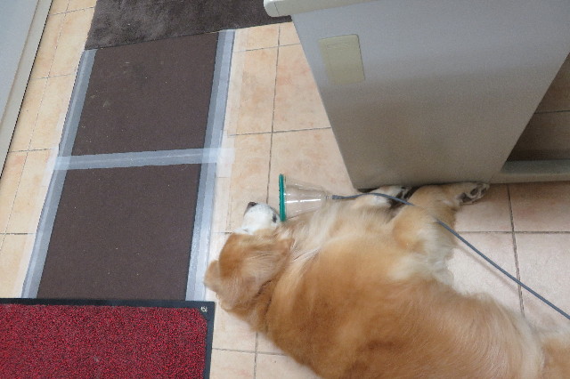 ファイル 6341-1.jpg