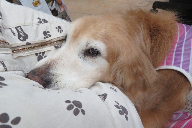 ファイル 6359-1.jpg