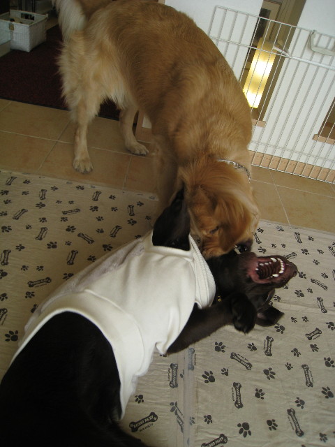 ファイル 636-1.jpg