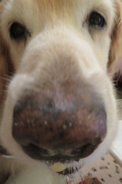 ファイル 6362-3.jpg