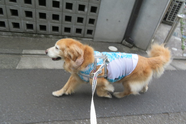 ファイル 6365-3.jpg