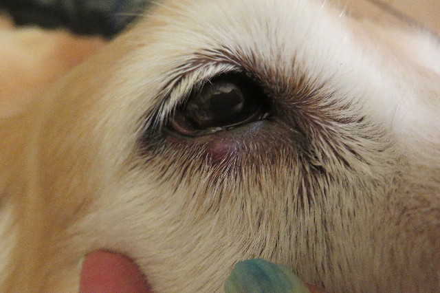 ファイル 6368-1.jpg