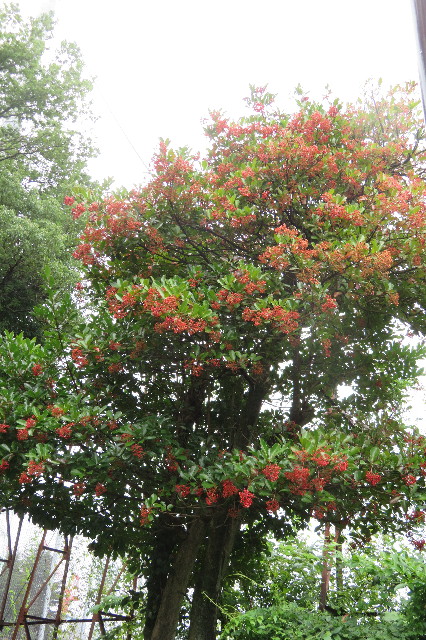 ファイル 6368-4.jpg