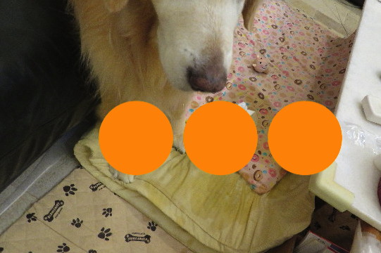 ファイル 6370-1.jpg