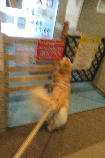 ファイル 6373-1.jpg