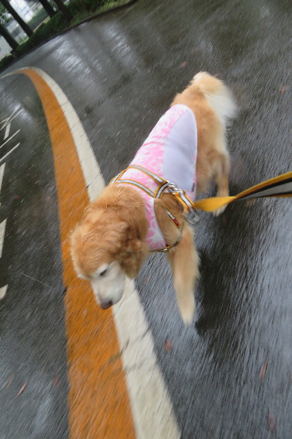 ファイル 6380-1.jpg