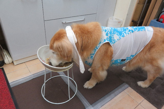 ファイル 6381-1.jpg