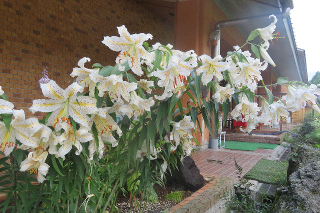 ファイル 6384-1.jpg