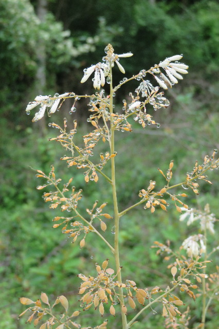 ファイル 6384-4.jpg