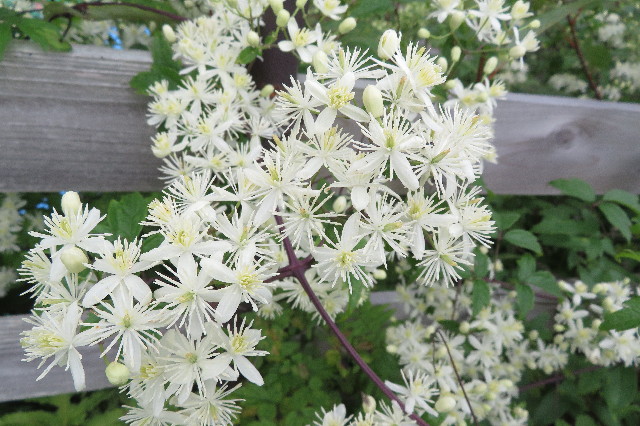 ファイル 6384-5.jpg