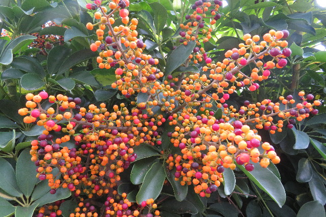 ファイル 6390-5.jpg