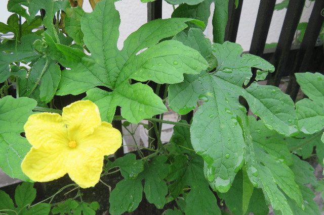 ファイル 6401-1.jpg